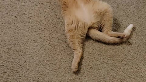 Cat exercise routine