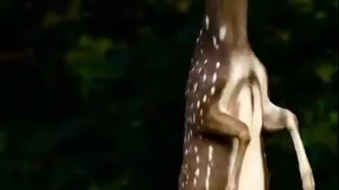 deer eating food