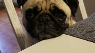 Pug Puppy Crying for a Piece of Dinner