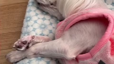 A puppy that snores while sleeping No.2