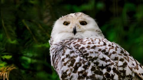 Owl Snow Owl Plumage Feathers Eyes Animal Zoo