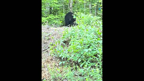 Bear sightings