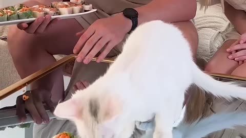 Feeding A Cat $10 Vs $10,000 Sushi