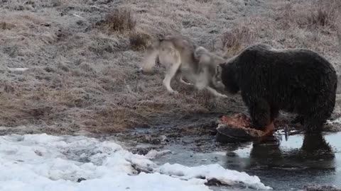 Finnish photographer Lassi Rautiainen captured the moment a wolf begs a Grizzly bear for food.