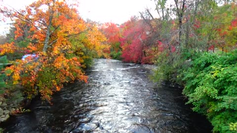 Fall Foliage