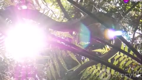 CRESTED SERPENT EAGLE