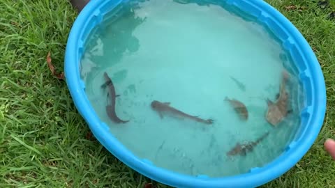 COOL!!! RAISING GIANT EXOTIC CATFISH in POOL POND!