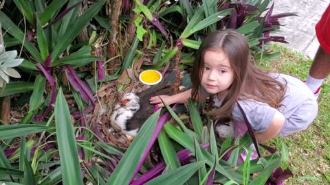 Un pata hizo su nido en el jardin de la casa. Ella defiende su territorio