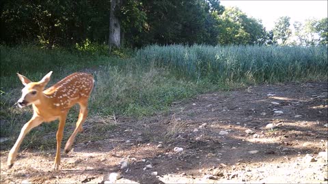 Fred Zepplin 2021, 6/24/21 Young Bucks & More Fawns!