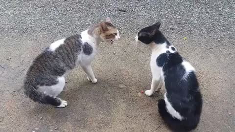 Cat fighting with sound-exclasive video