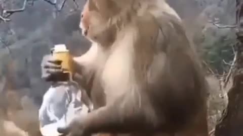 funny videos of monkey drink 🙊🙉🙈