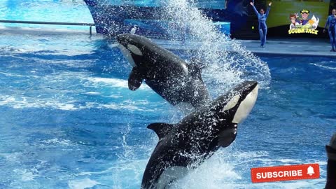 Interesting Facts About Killer Whales