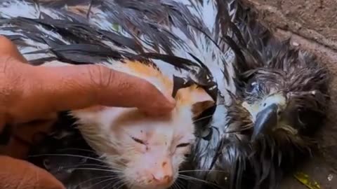 This falcon was abandoned and in its wings was an abandoned cat, both were rescued and are doing well❤️❤️❤️