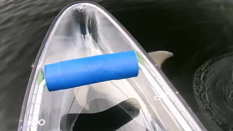 Playful Dolphin Swims Alongside See Through Canoe