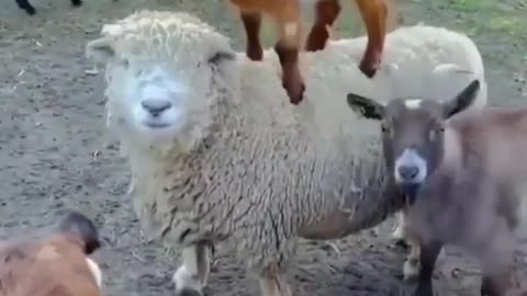 sheep carrying her child on her back - very funny