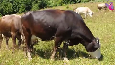 Funny Cow Video