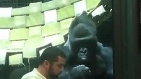 GORILLA ADMIRING THE PHONE 😂😂😂😂