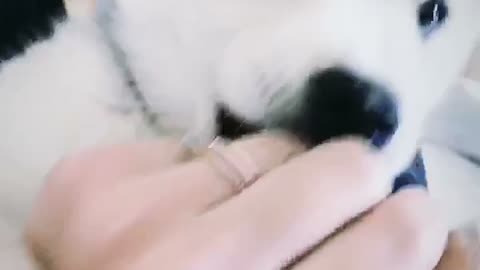 White dog trying to playfully bite owners hand