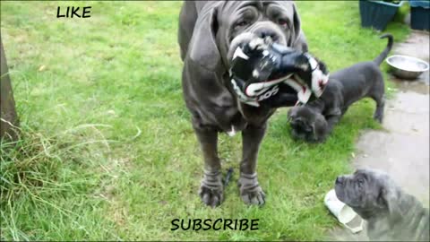 The Neapolitan Mastiff is large and powerful, dogs