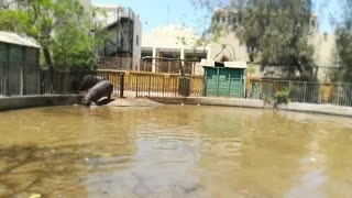 Amazing Hippo Family Gets Under Water By Turn