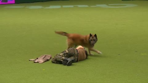 Amazing Dog Performs and Press Ups in Heelwork To Music Routine