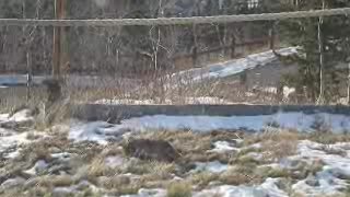 Bobcat catches mouse