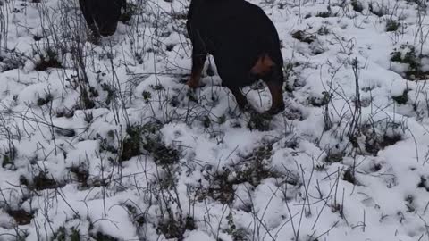 My rottweiler Iva. first time she saw snow!