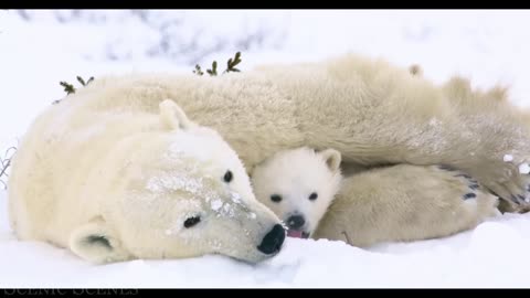 Baby Animals - Amazing World Of Young Animals