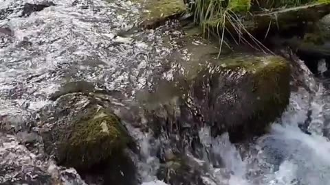 Slow Motion Footage Of Water Pouring Down On Rocky River In The Woods Nature