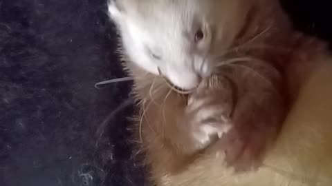 Ever see a ferret use his little front feet so much?!?!?