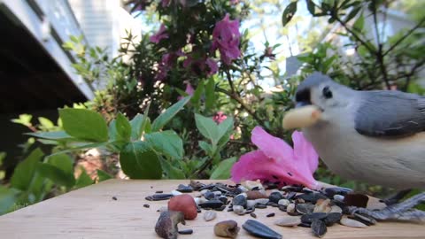 Tufted Titmouse calls other bird and peck seeds between his feet