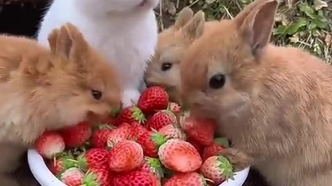 a group of rabits eating strawberries and are very cute.