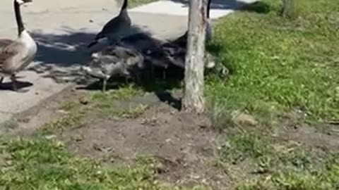 #Shorts Absolute #goose #pecking pack! 🐧 #canadageese #nature #geese #canadagoose #bird #animals