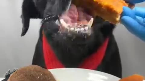 labrador dog eating malai bread