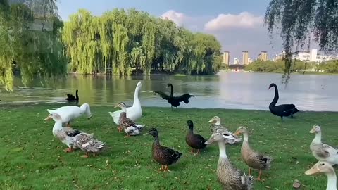 A family of ducks waddled along the river bank.