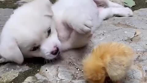 Cute pets making fun of each other.....