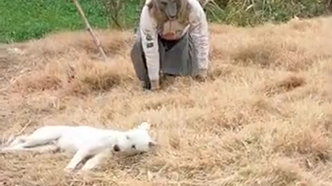 Prank with dog animal# funny vedio # animal short# viral veido #