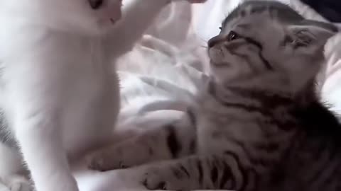 Cute cat fight🐺🐺🐺❤️🤣🤣