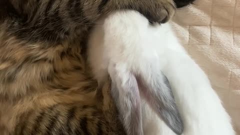 Sleeping cat and bunny------ القط النائم و الارنب