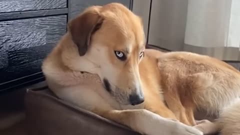 FUNNY DOGS DOING DOG THINGS