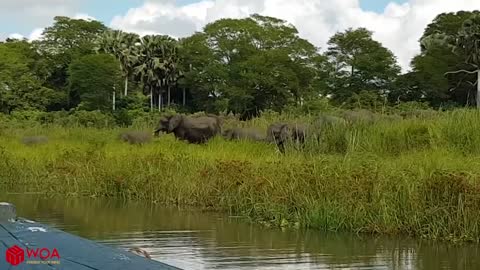 Amazing Elephant Save Baby Elephant From Crocodile / Hunting Fail