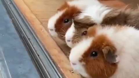 How cute are these Guinea pigs enjoying a rainy day? ❤