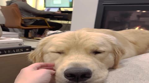 Golden Retriever's Tiny Woofs For Attention