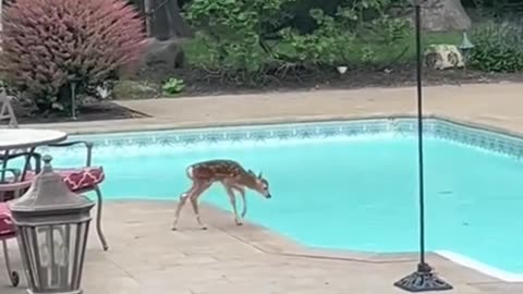 Rescue a deer that felinto a swimming pool