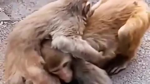 Video of monkey fights