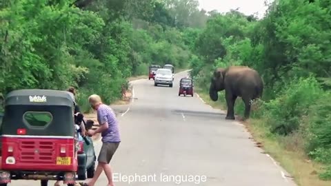 Sri Lanka Wild Elephant Attack | Wild elephant cross the highway Road on the jungle