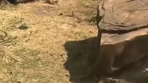 This female gorilla is chasing a male 15 years younger