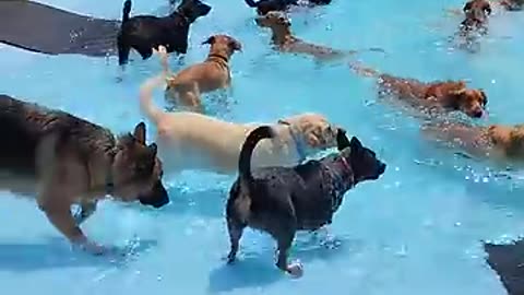 Pool Day for the Pups -- ViralHog