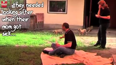 CUTE TIGER CUB IN HUMAN CARE