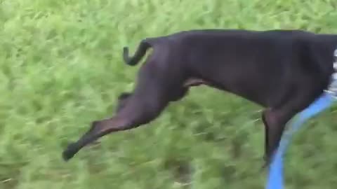 Dog sprinting alongside biking owner